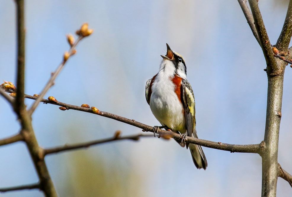 just singing away